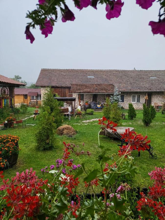 Casa Maria Séjour chez l'habitant Cincu
