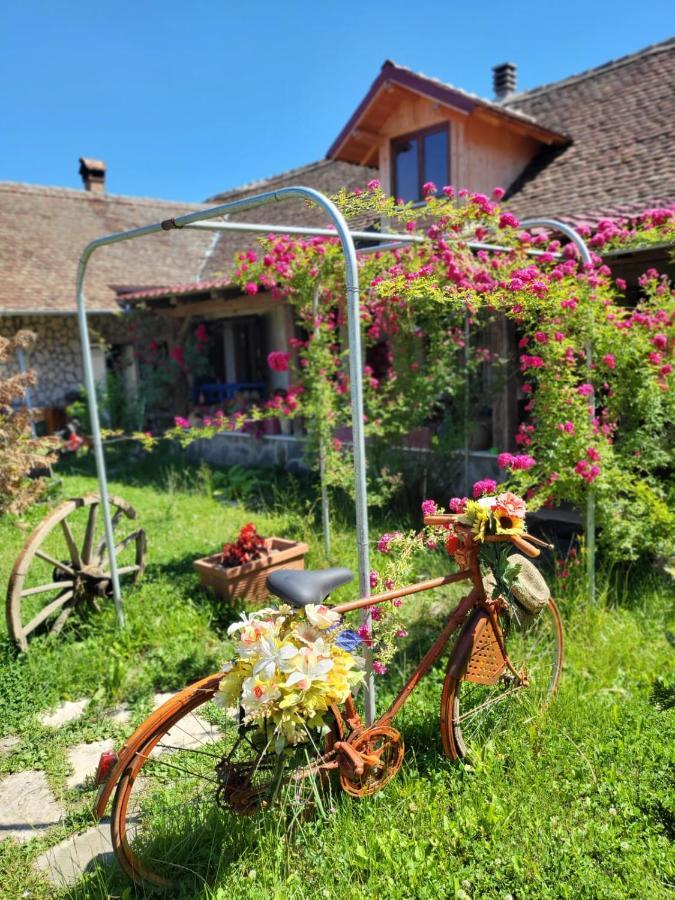Casa Maria Séjour chez l'habitant Cincu